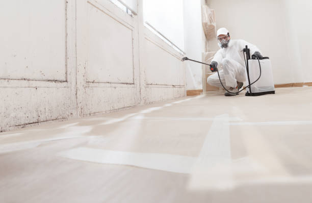 24/7 Emergency Basement Mold Remediation experts in Sun City, AZ
